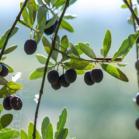 Azienda Agricola Moschioni Cividale del Friuli 外观 照片