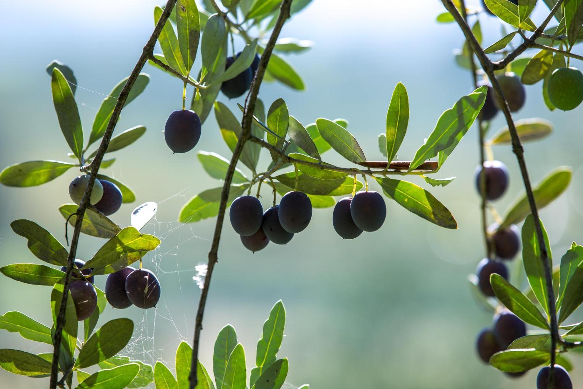 Azienda Agricola Moschioni Cividale del Friuli 外观 照片