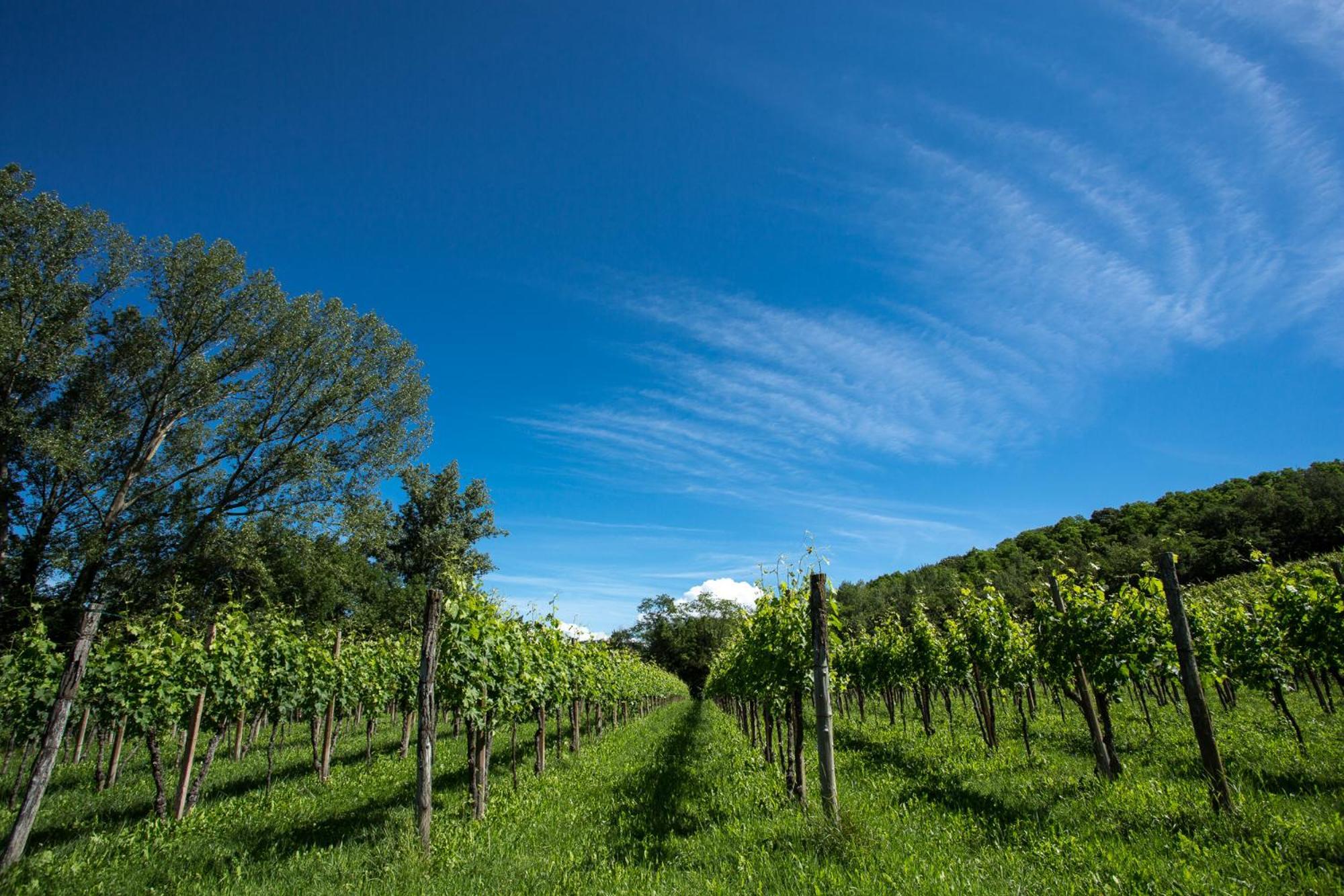 Azienda Agricola Moschioni Cividale del Friuli 外观 照片