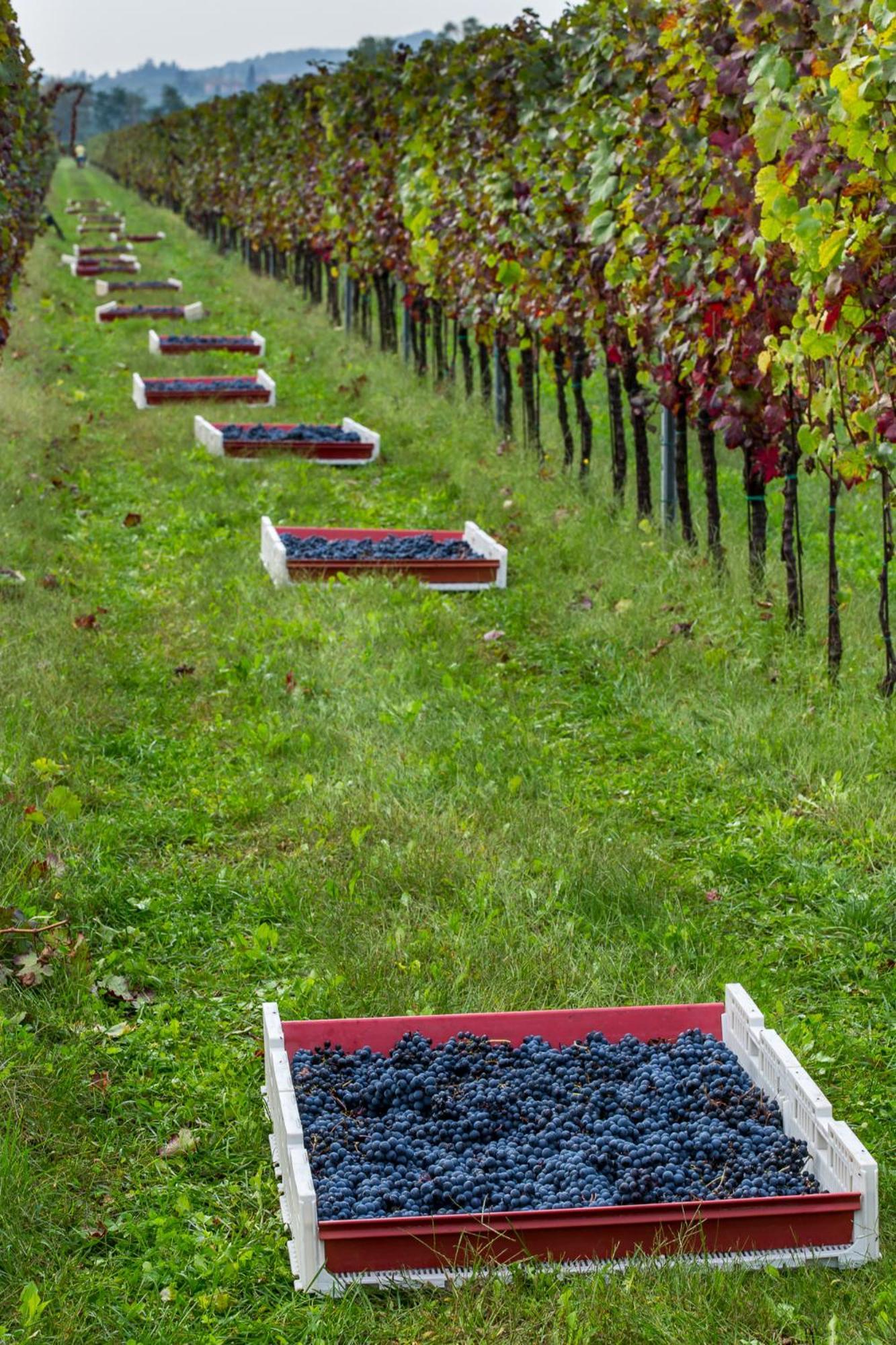 Azienda Agricola Moschioni Cividale del Friuli 外观 照片