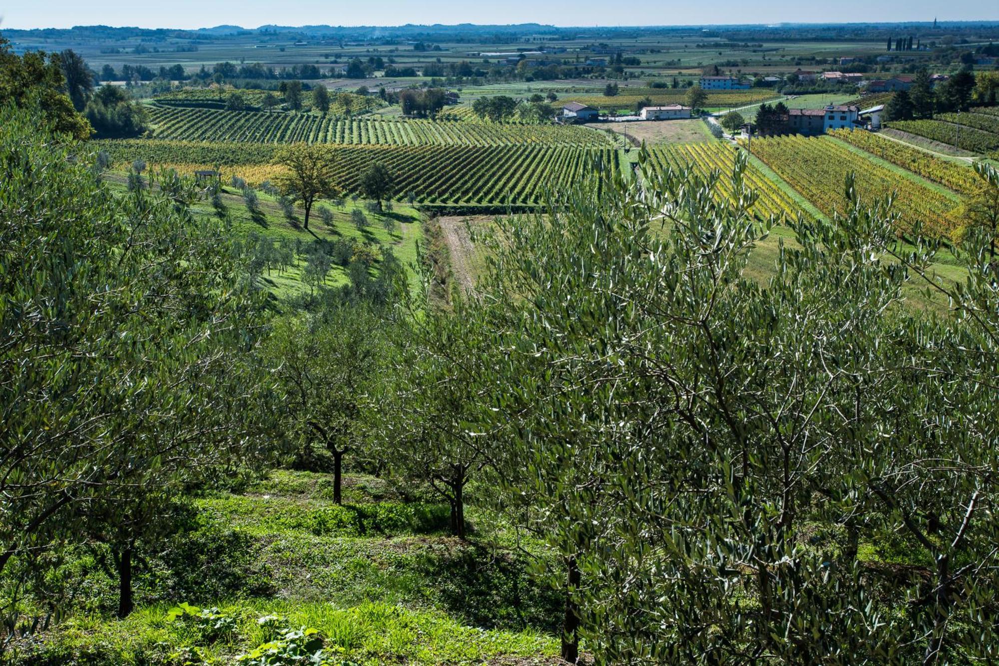 Azienda Agricola Moschioni Cividale del Friuli 外观 照片